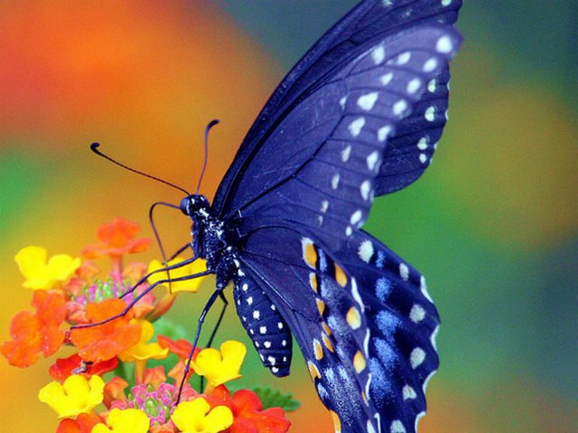 Все о бабочках в Йошкар-Оле | ЗооТом портал о животных