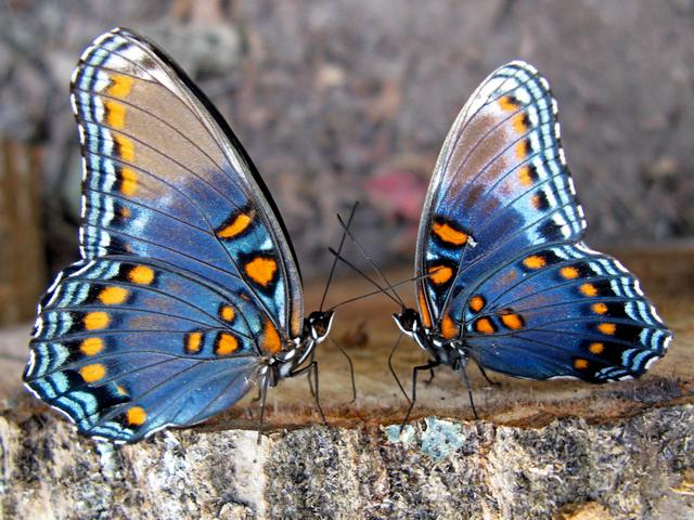 Все о бабочках в Йошкар-Оле | ЗооТом портал о животных