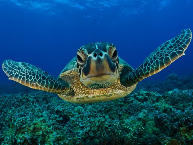 Все о черепахах в Йошкар-Оле | ЗооТом портал о животных