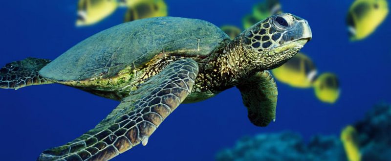 Все о черепахах в Йошкар-Оле | ЗооТом портал о животных