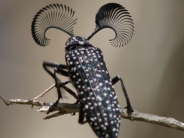 Все о жуках в Йошкар-Оле | ЗооТом портал о животных