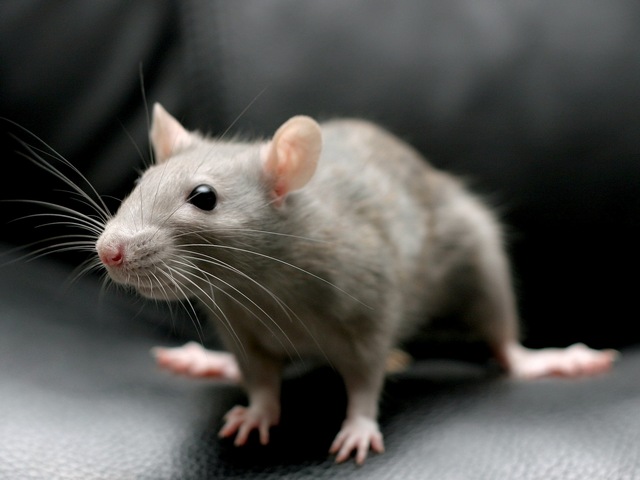 Все о крысах в Йошкар-Оле | ЗооТом портал о животных