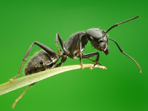 Все о муравьях в Йошкар-Оле | ЗооТом портал о животных