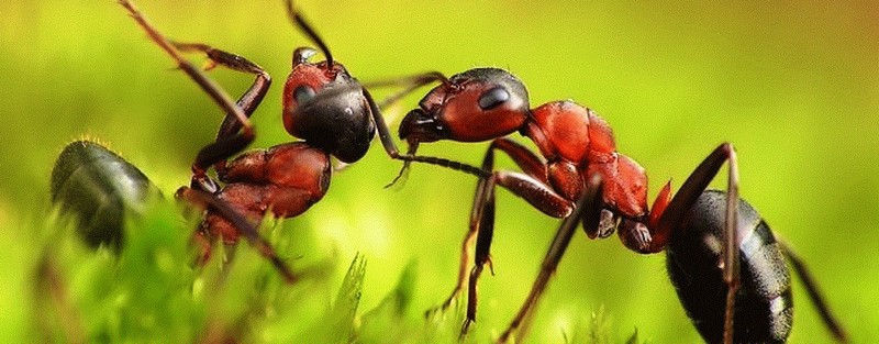 Все о муравьях в Йошкар-Оле | ЗооТом портал о животных