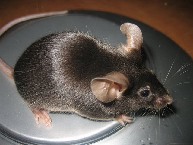 Все о мышах в Йошкар-Оле | ЗооТом - продажа, вязка и услуги для животных в Йошкар-Оле