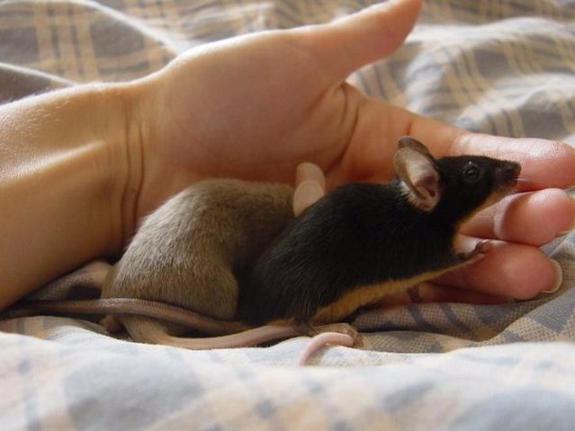 Все о мышах в Йошкар-Оле | ЗооТом - продажа, вязка и услуги для животных в Йошкар-Оле