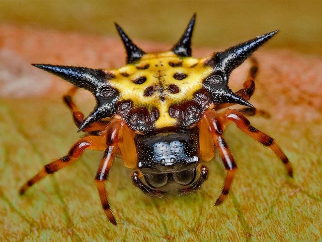 Все о пауках в Йошкар-Оле | ЗооТом портал о животных