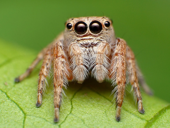 Все о пауках в Йошкар-Оле | ЗооТом портал о животных