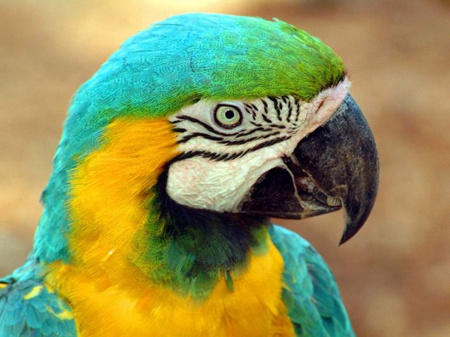 Все о попугаях в Йошкар-Оле | ЗооТом портал о животных