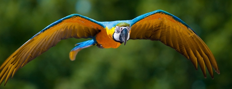 Все о попугаях в Йошкар-Оле | ЗооТом портал о животных