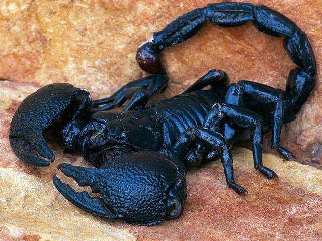 Все о скорпионах в Йошкар-Оле | ЗооТом портал о животных