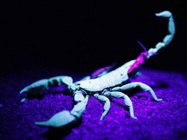Все о скорпионах в Йошкар-Оле | ЗооТом портал о животных