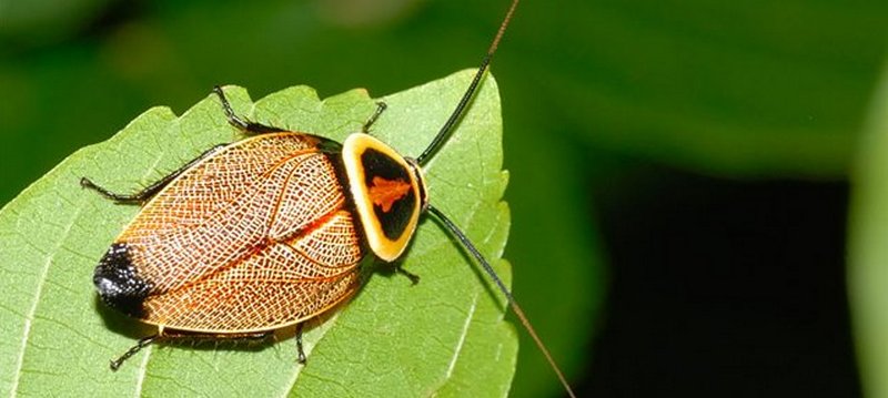 Все о тараканах в Йошкар-Оле | ЗооТом портал о животных