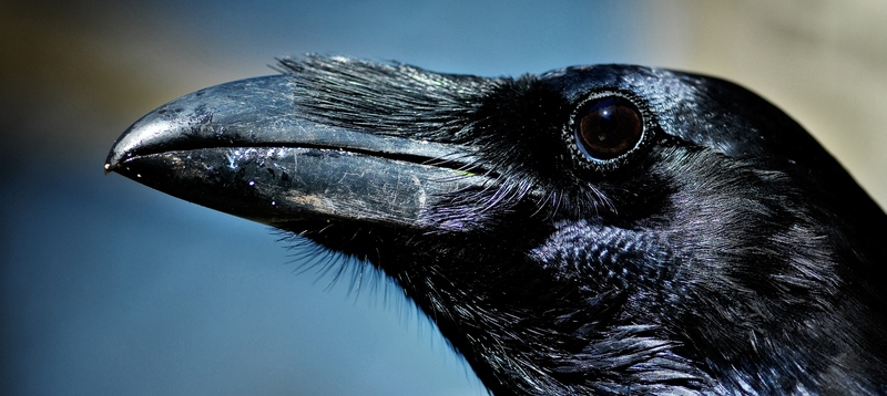 Все о воронах в Йошкар-Оле | ЗооТом портал о животных