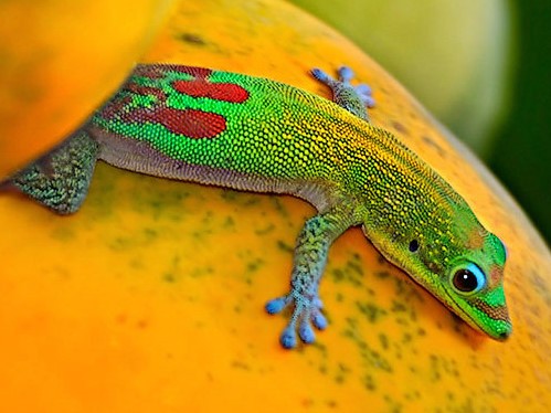 Все о гекконах в Йошкар-Оле | ЗооТом портал о животных