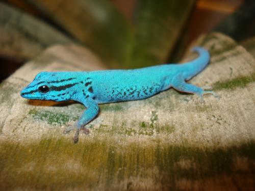 Все о гекконах в Йошкар-Оле | ЗооТом портал о животных