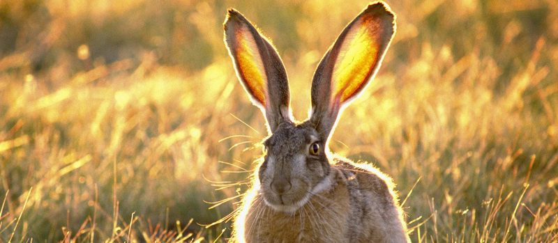 Все о зайцах | ЗооТом - продажа, вязка и услуги для животных в Йошкар-Оле