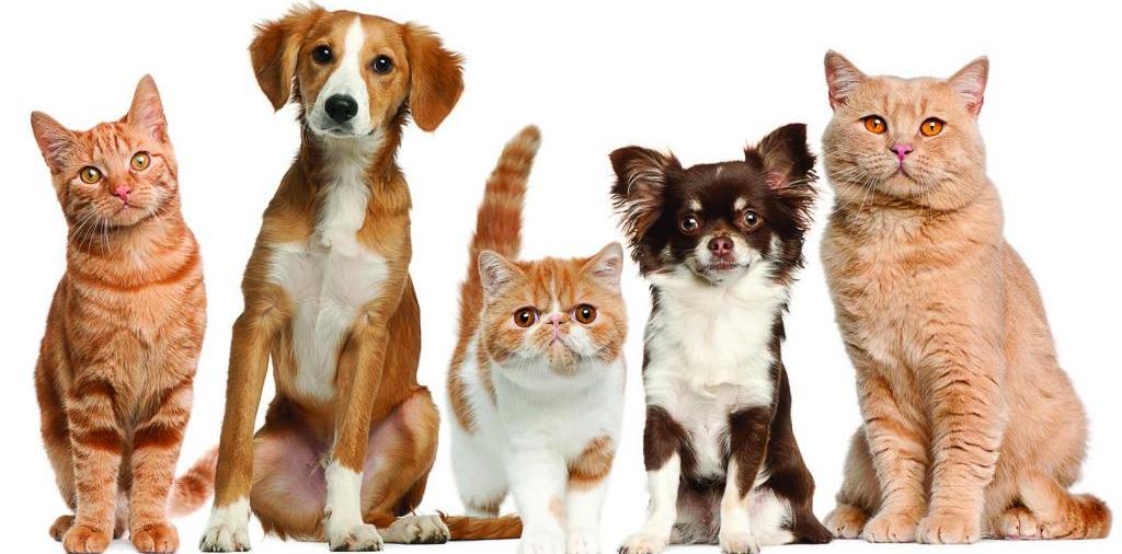 Доска объявлений о животных | ЗооТом - продажа, вязка и услуги для животных в Йошкар-Оле