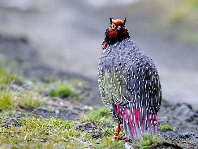 Все о фазанах в Йошкар-Оле | ЗооТом портал о животных