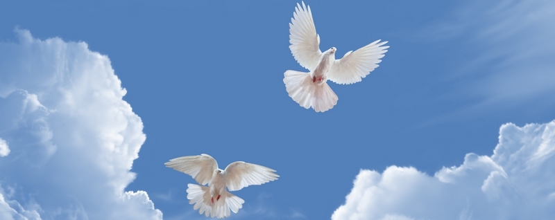 Все о голубях | ЗооТом - продажа, вязка и услуги для животных в Йошкар-Оле