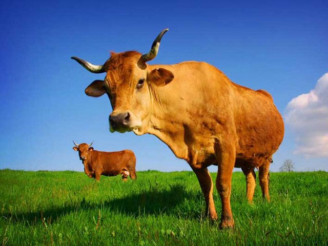 Все о коровах в Йошкар-Оле | ЗооТом портал о животных