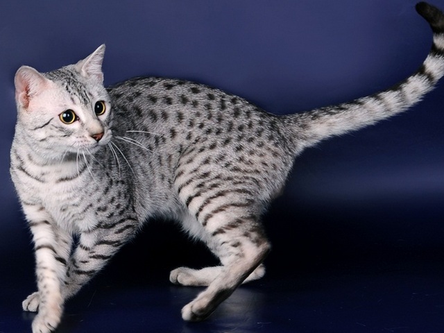 Породы кошек в Йошкар-Оле | ЗооТом портал о животных