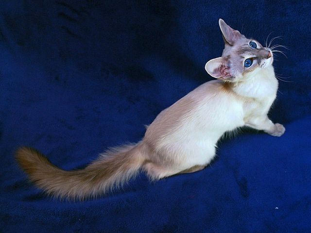Выведенные породы кошек в Йошкар-Оле | ЗооТом портал о животных