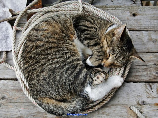 Все о кошках в Йошкар-Оле | ЗооТом портал о животных