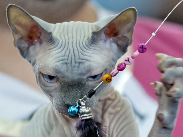 Выставки кошек в Йошкар-Оле | ЗооТом портал о животных