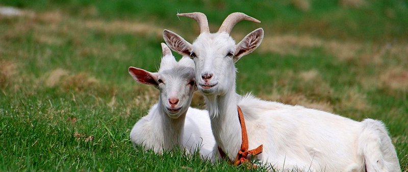 Все о козах в Йошкар-Оле | ЗооТом портал о животных