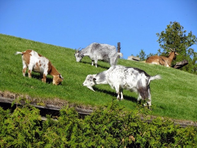 Все о козах в Йошкар-Оле | ЗооТом портал о животных