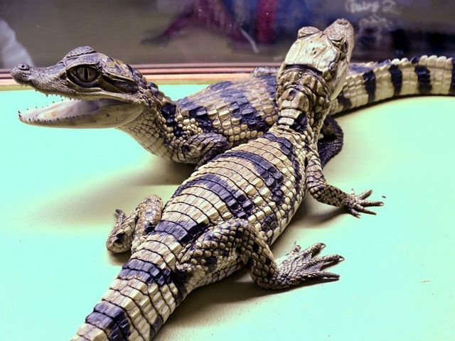 Все о крокодилах в Йошкар-Оле | ЗооТом портал о животных