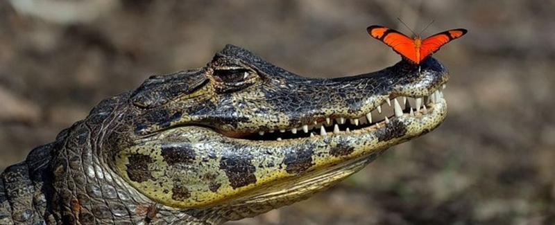 Все о крокодилах в Йошкар-Оле | ЗооТом портал о животных