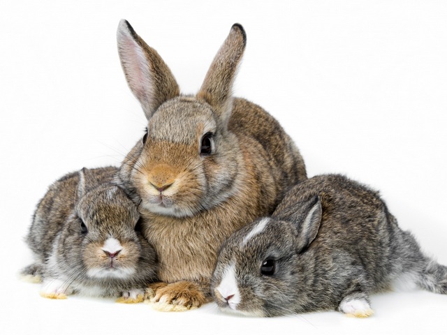 Все о кроликах в Йошкар-Оле | ЗооТом портал о животных