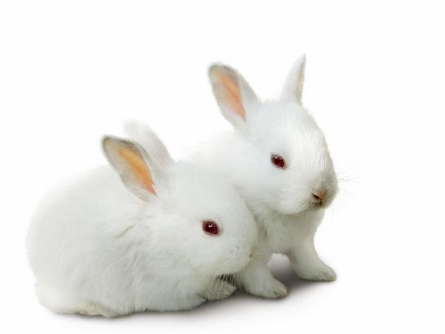 Все о кроликах в Йошкар-Оле | ЗооТом портал о животных