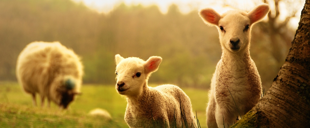 Объявления о сельскохозяйственных животных | ЗооТом - продажа, вязка и услуги для животных в Йошкар-Оле