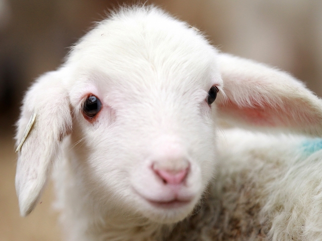 Овцы и бараны в Йошкар-Оле | ЗооТом портал о животных