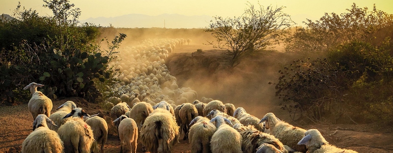 Все об овцах в Йошкар-Оле | ЗооТом портал о животных