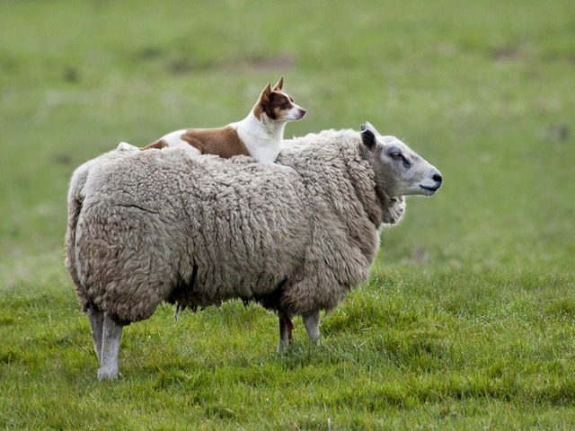 Все об овцах в Йошкар-Оле | ЗооТом портал о животных