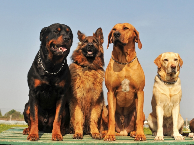 Крупные породы собак в Йошкар-Оле | ЗооТом портал о животных