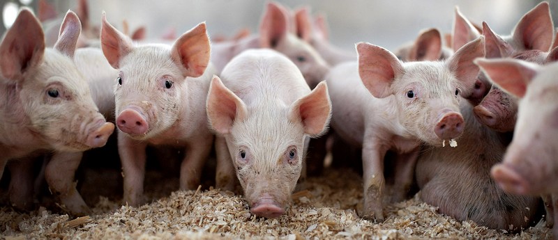 Все о свиньях в Йошкар-Оле | ЗооТом портал о животных