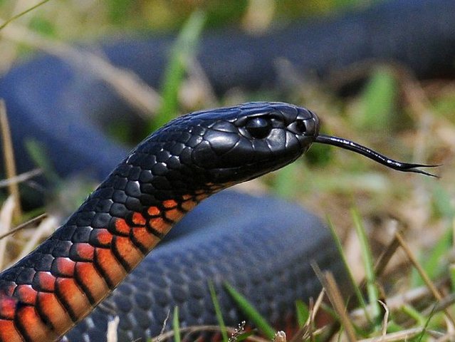 Все о змеях в Йошкар-Оле | ЗооТом портал о животных